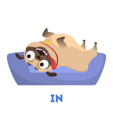 Learning preposition concept. Animal pug in the pillow