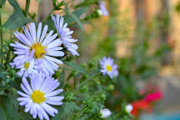 postcard with field flowers close-up