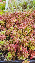  Beautiful succulents for growing in the garden