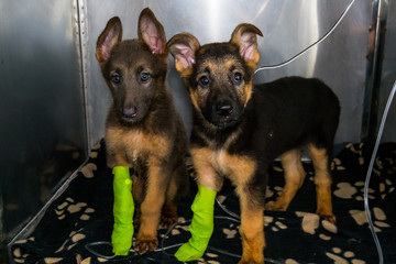 german sheperd puppies with parvovirosis  in the cage at the veterinary clinic