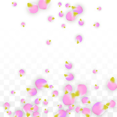 Vector Realistic Pink Petals Falling on Transparent Background.  Spring Romantic Flowers Illustration. Flying Petals. Sakura Spa Design. Blossom Confetti.