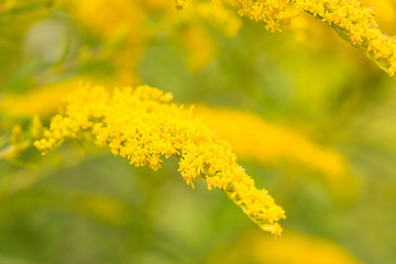 Wildflowers and herbs, floral background