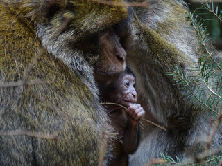 Bébé singe et sa mère, une jeune famille de magots