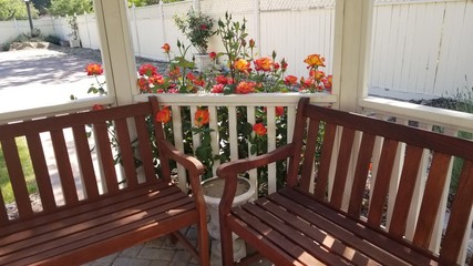 Inside a gazebo with red & yellow roses. Inside the gazebo are two wooden benches.