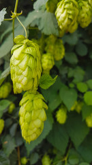 Wild hops for making beer