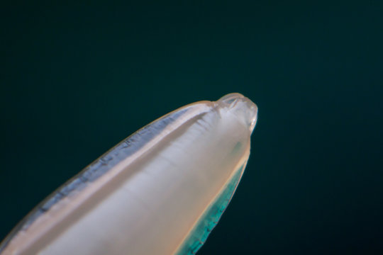 Macro Photo Of Toxocara Canis, Dog Roundworm