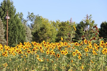馬見丘陵公園のひまわり
