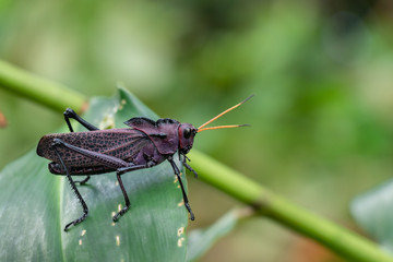 Lubber Grasshopper in Costa Rica