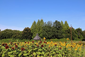 Obraz premium 馬見丘陵公園のひまわり