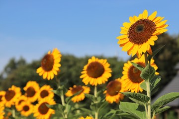 馬見丘陵公園のひまわり
