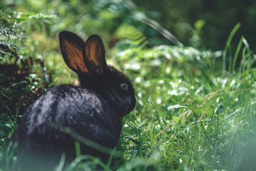 black rabbit in the grass