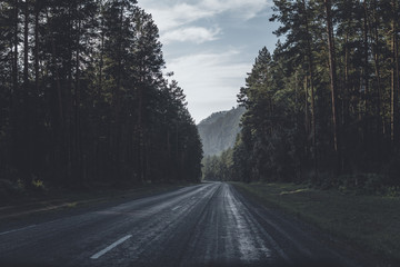 asphalt mountain road between pines