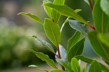 bay leaf growing in a pot