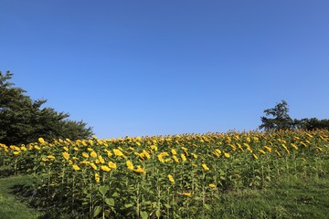 馬見丘陵公園のひまわり