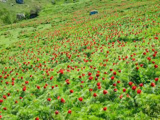 Thickets of the flowering wild narrow-leaved peony on hillside