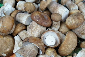 Boletus edible mushrooms. Forest fungi Boletus. Nature background texture. Boletus edulis.