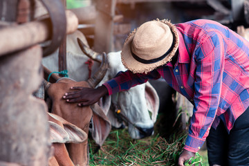 Kindliness African farmer feeding cows with grass at the farm.