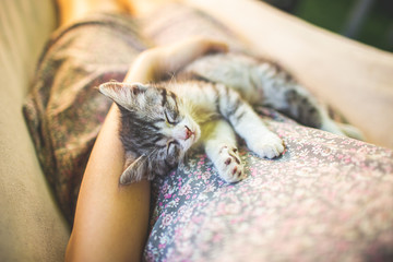 Cute grey cat lying on its owner's knees, close up view. Woman in a dress with sleeping kitty lying...