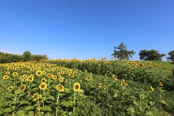 馬見丘陵公園のひまわり