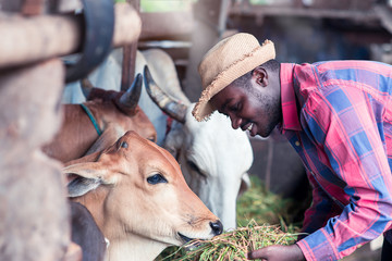 Kindliness African farmer feeding cows with grass at the farm.
