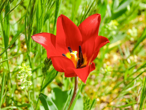 Red flower of the wild tulip among of the grass
