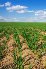 Young crops on the field close up and blue sky with clouds