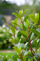 bay leaf growing in a pot