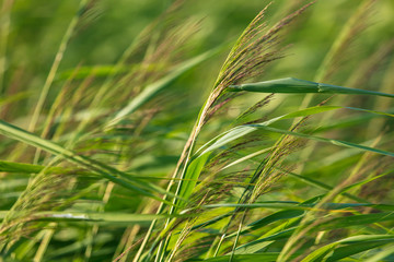 Green reeds on the beach in summer