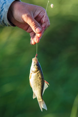 Fish on a hook fishing rods in nature