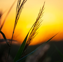 Silhouette of bulrush on sunset background