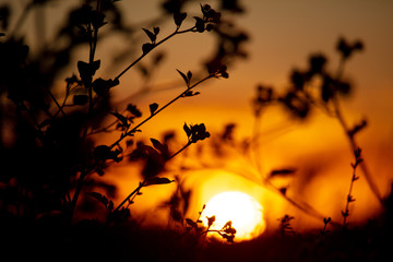 Plants in the field at sunset