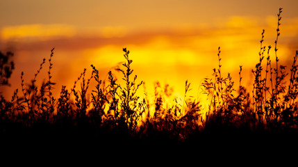 Fototapeta na wymiar Plants in the field at sunset