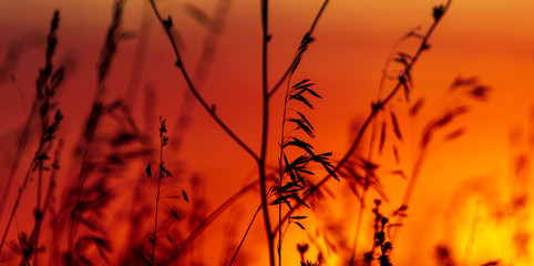 Plants in the field at sunset