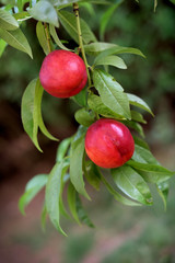 Sweet organic nectarines on tree in a big vegetable garden