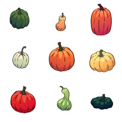 Vector set of pumpkins, gourds different types, colors, shapes and sizes. Isolated colorful autumn vegetables.