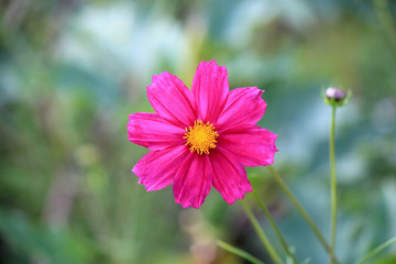 Fototapeta premium riot of flowers in the summer park