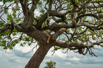 Lion on the tree