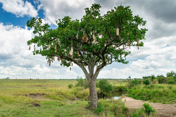 Fototapeta premium Lion on the tree