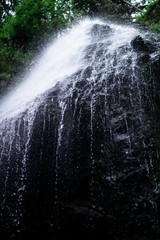high waterfall in dark forest dark green plants around, logs below of waterfall