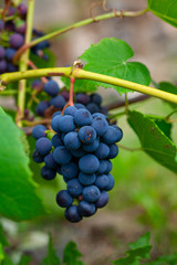 growing grapes on the Vine
