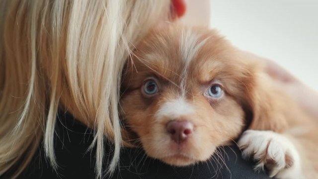 Blonde woman hugs a cute blue-eyed puppy. Favorite pet