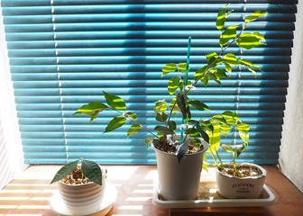 パキラ、ベンジャミン、ポトス窓際の観葉植物