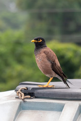 Common Myna or Indian Myna also know as Mynah or Acridotheres tristis.