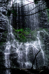 high waterfall in dark forest dark green plants around, logs below of waterfall