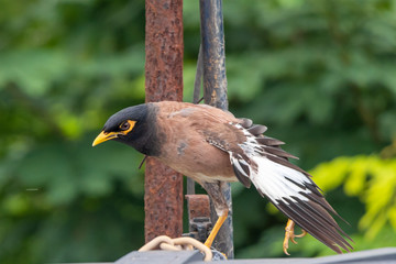 Common Myna or Indian Myna also know as Mynah or Acridotheres tristis.