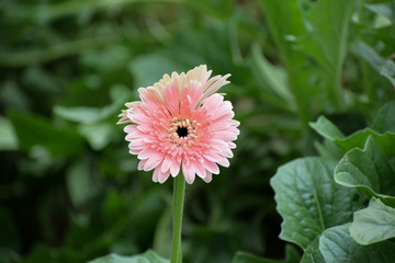 Gerbera daisies flower isolated on blurred background. Close up.