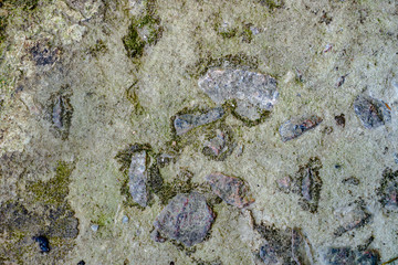 Background texture of a concrete wall moss.