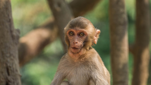 Monkeys in the wild in Myanmar