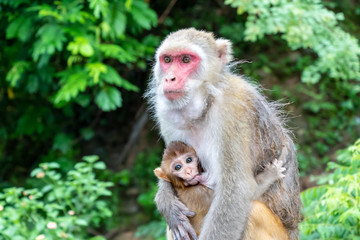 Naklejka na ściany i meble Mother and child, Monkey. Baby Monkey breastfeeding from mother.