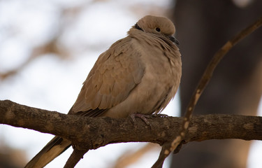 Indian Collared Dove